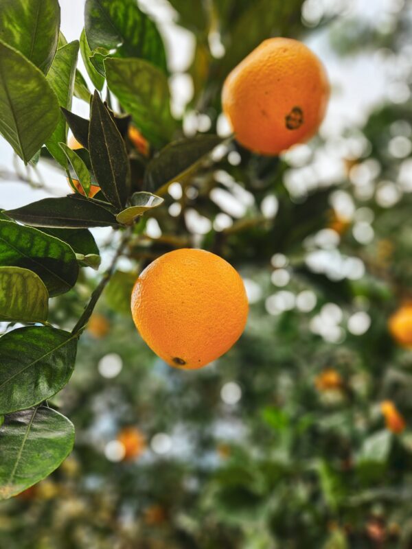 Navelina Orangen am Baum